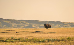 bison and prairie dogs