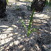 DSC04951 - infantil de butiá Butia catarinensis, Arecaceae
