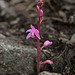 Hexalectris grandiflora (Giant Crested Coralroot orchid)