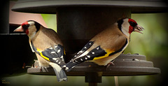 Chardonneret élégant (Carduelis carduelis-European Goldfinch)