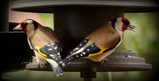 Chardonneret élégant (Carduelis carduelis-European Goldfinch)
