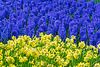 im Keukenhof (© Buelipix)