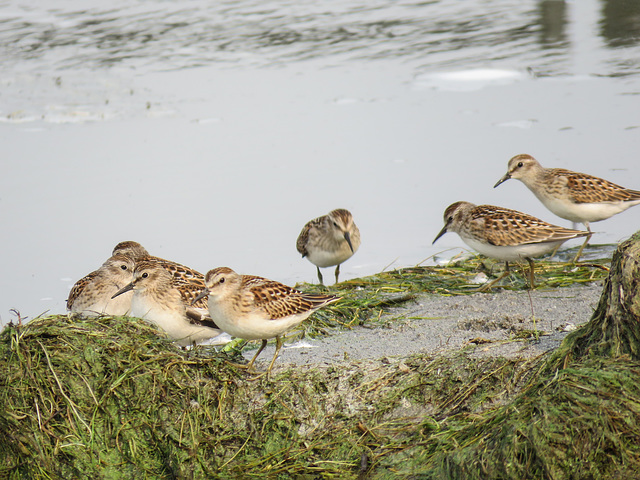 Baird's Sandpipers?