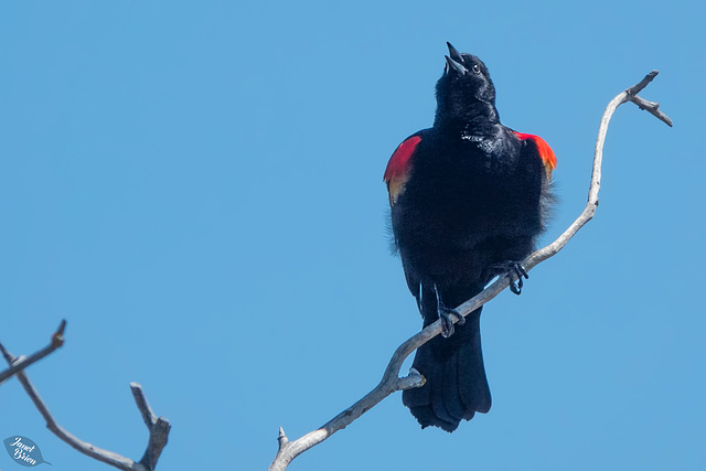 Pictures for Pam, Day 175: Red-Winged Blackbird on Upper Klamath Lake Canoe Trail