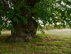 Old chestnut tree