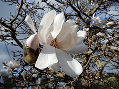 magnolia for ever