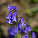 Bluebells in Shire Hill Wood