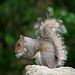 Squirrel profile (2)