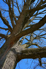 Dr. G. W. Hofferd's white oak