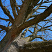 Dr. G. W. Hofferd's white oak