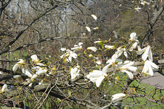 Україна, Київ, Квітуча Гілка Магнолії в Ботанічному Саду / Ukraine, Kyiv, Blooming Branch of Magnolia in the Botanical Garden