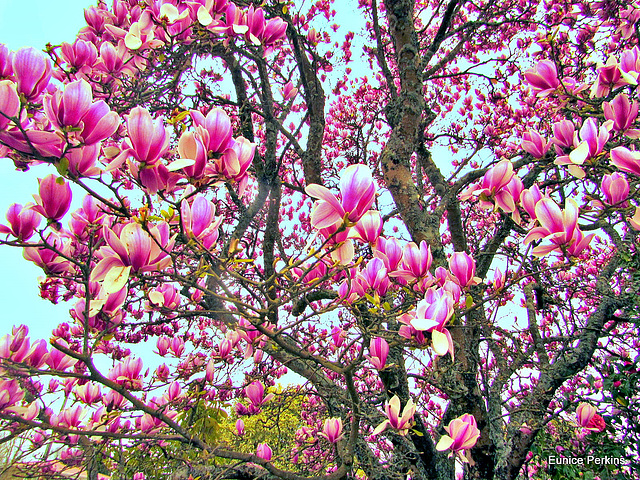 Magnolia in Bloom.