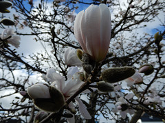 les magnolias