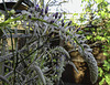 Wisteria opening for HFF