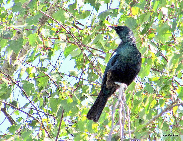 Tui Perched In A Tree.