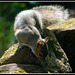 Squirrel rock climbing