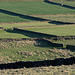 Yorkshire wall pattern