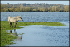pony in the water meadow
