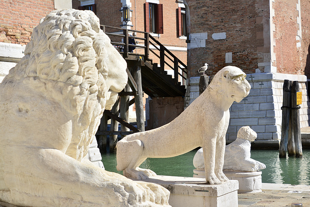 Venice 2022 – Arsenale – Lions