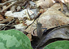 Leaf Footed Bug (Male)