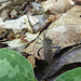 Leaf Footed Bug (Male)