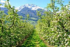 Apfelblüten im Vintschgau. ©UdoSm
