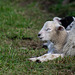 Lamb of the day: Sleepy