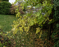 Trumpet Vine in Autumn