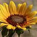 A wild Sunflower from a gravel road
