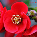 Camellia Japonica  014