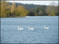 one, two, three... swans