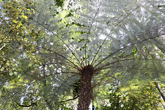 Ciathea dealbata ou Silver tree Fern