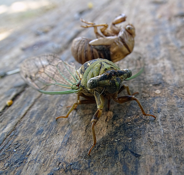 The Cicada's Tale ~ Cicada with moulted husk still attached