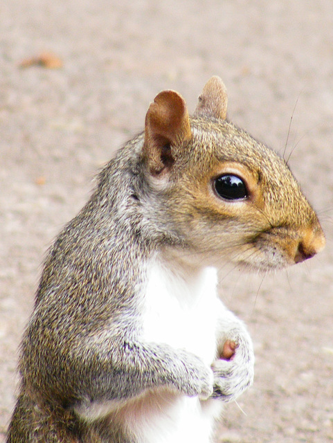 Squirrel in the Park 10