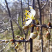 Schlehdorn (Prunus spinosa)