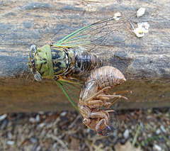 The Cicada's Tale ~ Cicada with moulted husk still attached