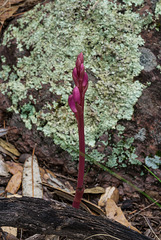 Hexalectris grandiflora (Giant Crested Coralroot orchid ) in bud