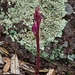 Hexalectris grandiflora (Giant Crested Coralroot orchid ) in bud