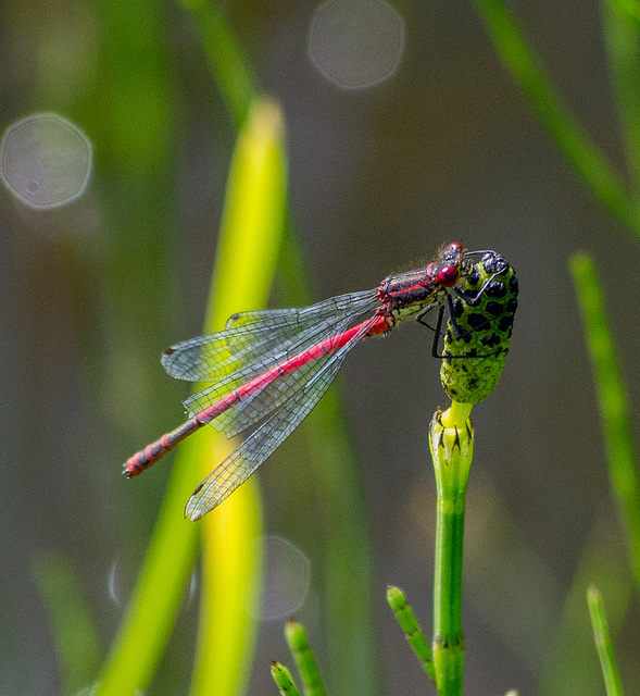 Damsel fly, Burton wetlands