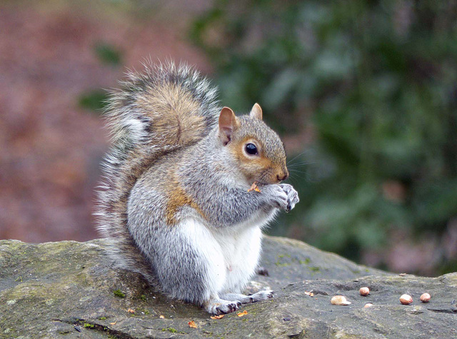Squirrel with its nuts