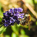 20200621 8750CPw [D~LIP ] Honigbiene, Lavendel, Bad Salzuflen