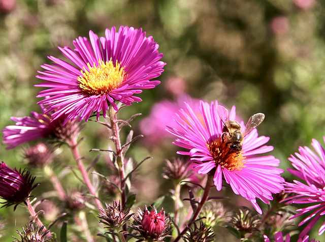 Herbstaster mit Biene