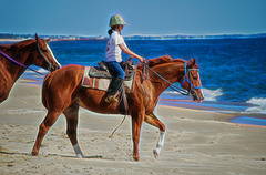 Horses on the beach in Rhode Island