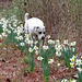 Branco inspecting daffodils