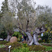 Dieser Olivenbaum ist älter, als die Entdeckung Madeiras durch Zargo