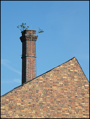Atherstone chimney tree