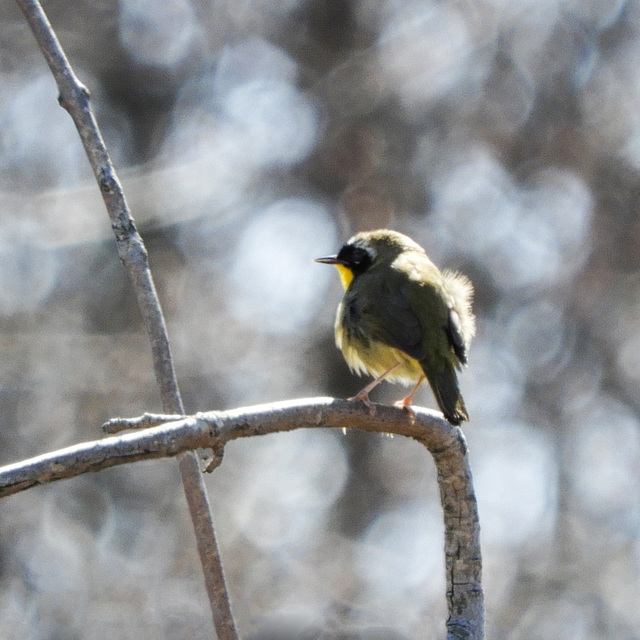 Day 2, Common Yellowthroat, Rondeau PP