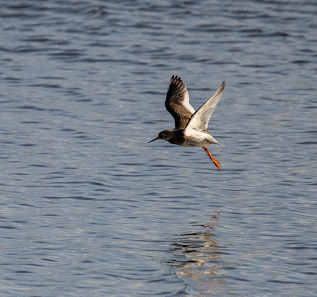 Red shank