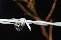 Image of the branches in the water drop.