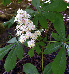 Aesculus hippocastanum (Horse Chestnut) flowers.